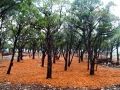 mcb-lake-ridge-estates-003.jpg